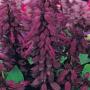 Seminte profesionale Salvia splendens - Salvia - imagine 48747